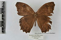 JF018 0508 Taygetis uncinata.jpg
