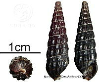 KT014 0862 Terebra larvaeformis.JPG