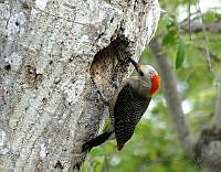 LBGR02 Melanerpes aurifrons.jpg