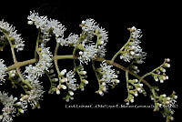 Zoqui 0190 Miconia trinervia.jpg