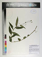 JAdNV0496 Gibasis pellucida.JPG