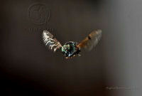 SB02 Diptera.jpg