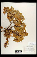 102089 Quercus toumeyi.jpg