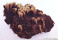 ABG0005 Cyathus pallidus.jpg