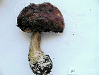 CBA0095 Boletus edulis.JPG