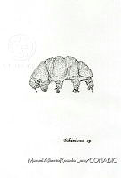 MARL0257 Echiniscus sp.jpg