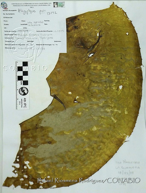 RRR0190%20Pelagophycus%20porra.JPG.jCePubv1MU2nSbNhQA3g0JtbmFja29CbnFuZ3NAbXJ6LGtwZwA.IyUKkNcT2Z