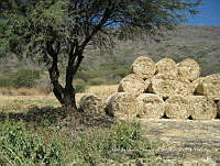 Teocintle 142 Zea mays subsp. mexicana.jpg