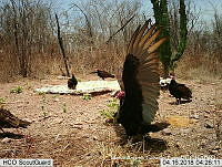 MAGB 0128 Cathartes aura.JPG
