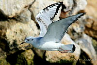 VOAP0087 Chroicocephalus philadelphia.jpg