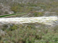 OTV4662 Muhlenbergia sp..jpg