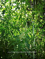 RG016 0630 Acacia.jpg