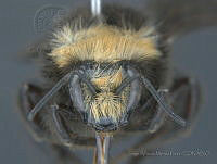 JAMR019 Bombus vosnesenskii.jpg
