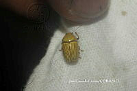 JCC0103 Chrysomelidae.JPG