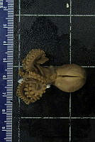 KT014 0107 Octopus fitchi.JPG