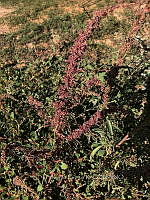 RG034 0020 Amaranthus fimbriatus.jpg