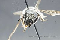 CGVM1196 Megachile montivaga.jpg