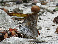 MCS136 Archaeoprepona demophoon.JPG