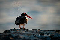 IDG Nat 0030 Haematopus palliatus.jpg