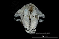 ME006 MM 132 Globicephala macrorhynchus.jpg