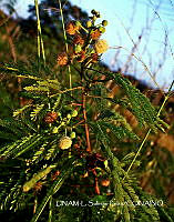 JF078 0497 Leucaena leucocephala.jpg