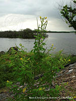 MEGA 0695 Cleome viscosa.JPG