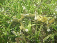 VDLCF1261 Neopetrosia subtriangularis.jpg