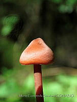 MCS154 Inocybe sp..JPG