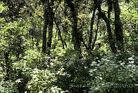 2861 Quercus rugosa.jpg