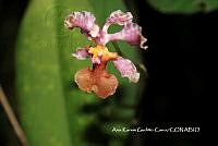 AKGC045 Trichocentrum luridum.JPG