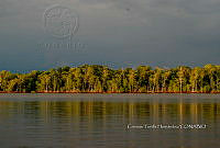 FN005 8 171 Laguncularia racemosa.jpg