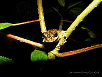 OHO022 Plectrohyla matudai.jpg
