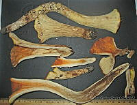 RGO0222 Turbinellus floccosus.JPG