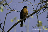 JRRO0185 Turdus migratorius.jpg