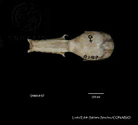 LESS 0388 Choeronyteris mexicana.JPG