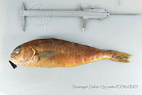 SGQ1023 Caulolatilus princeps.jpg
