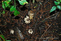 DK0770 Fungi.jpg