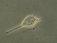 JSP073 Ceratium teres.JPG