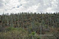 IMDOC 4776 Cephalocereus tetetzo.jpg