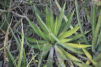 PNQ 0011 Agave lophantha.jpg