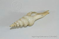 MASM05220 Fusinus couei.jpg