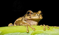 ECA0267 Plectrohyla matudai.jpg