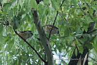 PRB0127 Turdus rufopalliatus.jpg