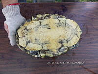 NE017 369 Trachemys venusta.jpg