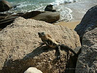 JSP01 Ctenosaura pectinata.jpg