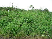 Teocintle 255 Zea perennis.jpg