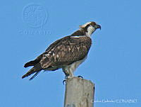 CGL2606 Pandion haliaetus.jpg