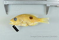 SGQ1384 Lutjanus guttatus.jpg