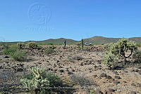 LI005 0003 Cylindropuntia bigelovii.jpg