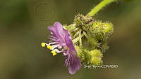 SM0238 Tinantia erecta.jpg
